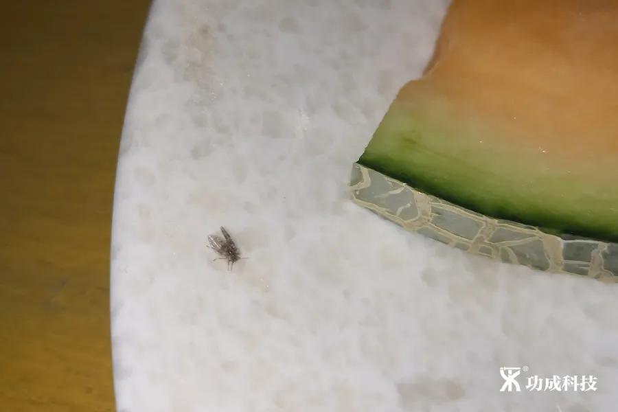 卫生间小虫子蛾蠓怎么来的,卫生间有小虫蛾蚋怎么治