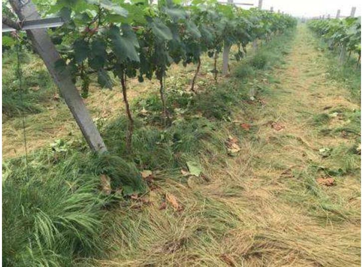 果园用除草剂的危害,果园禁用草甘膦