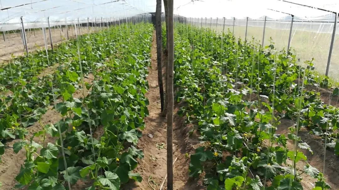 他从老师转行到柬埔寨当“农民”，2次从零开始，如今终见希望