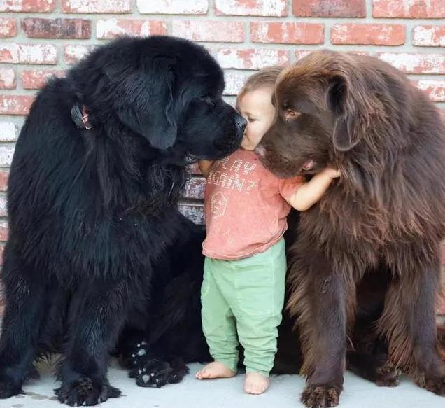 各国猛犬品种排名,各国品种猛犬