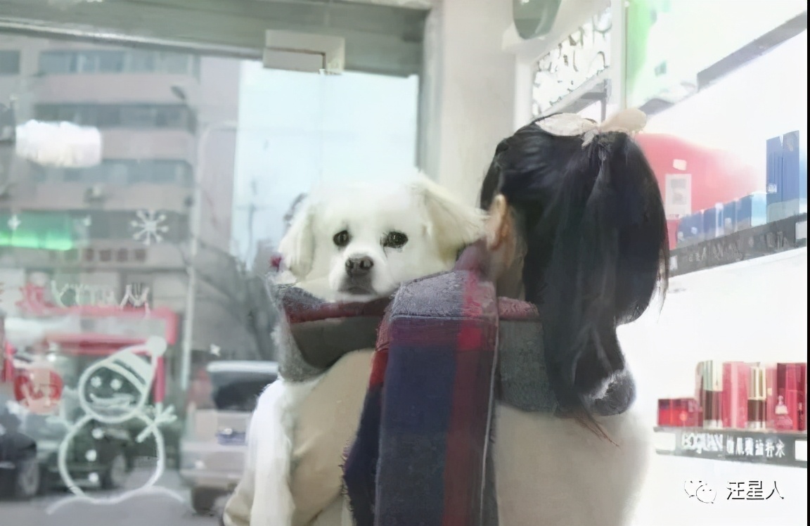 金毛训练抱腿,金毛抱住腿