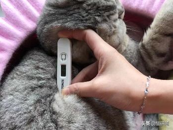 猫咪全项检查都有什么,猫咪的17项基础检查