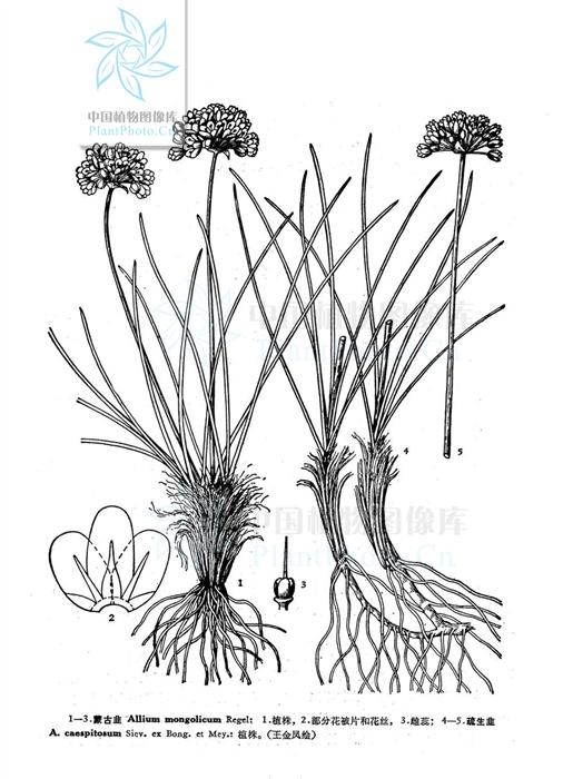 野生沙葱味道怎么样,沙葱为啥有苦味