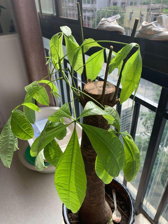 发财树叶子喷啤酒黄了,发财树黄叶喷桔子皮水可以吗