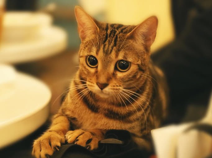 怎样消除猫咪对狗狗的恐惧呢,怎么平衡猫咪和狗狗的关系