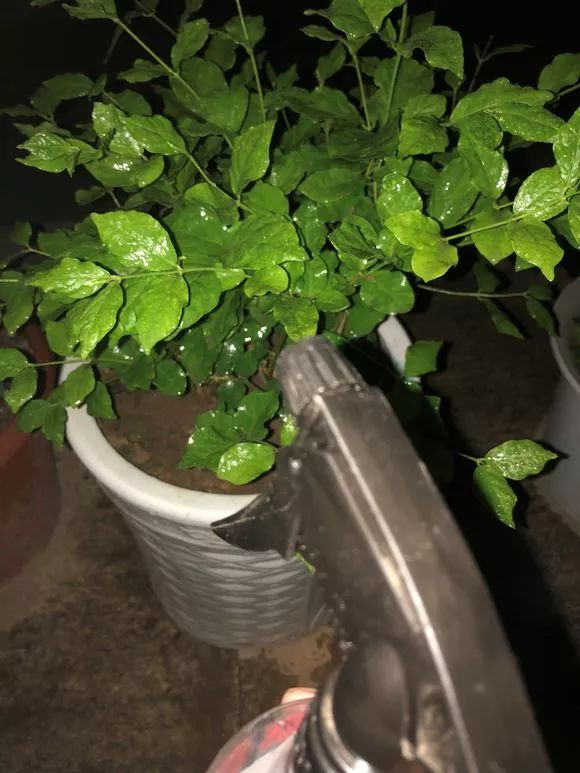 养花用多菌灵和磷酸二氢钾,养花磷酸二氢钾如何正确使用