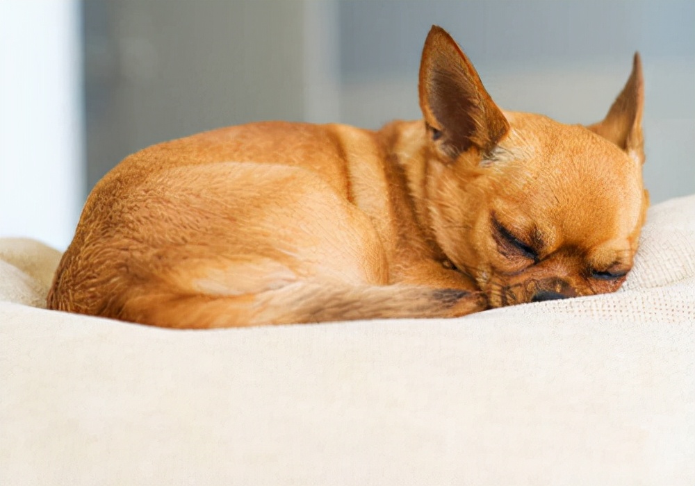 狗狗呕吐怎么及时治疗,狗狗呕吐怎么办别慌教你轻松解决