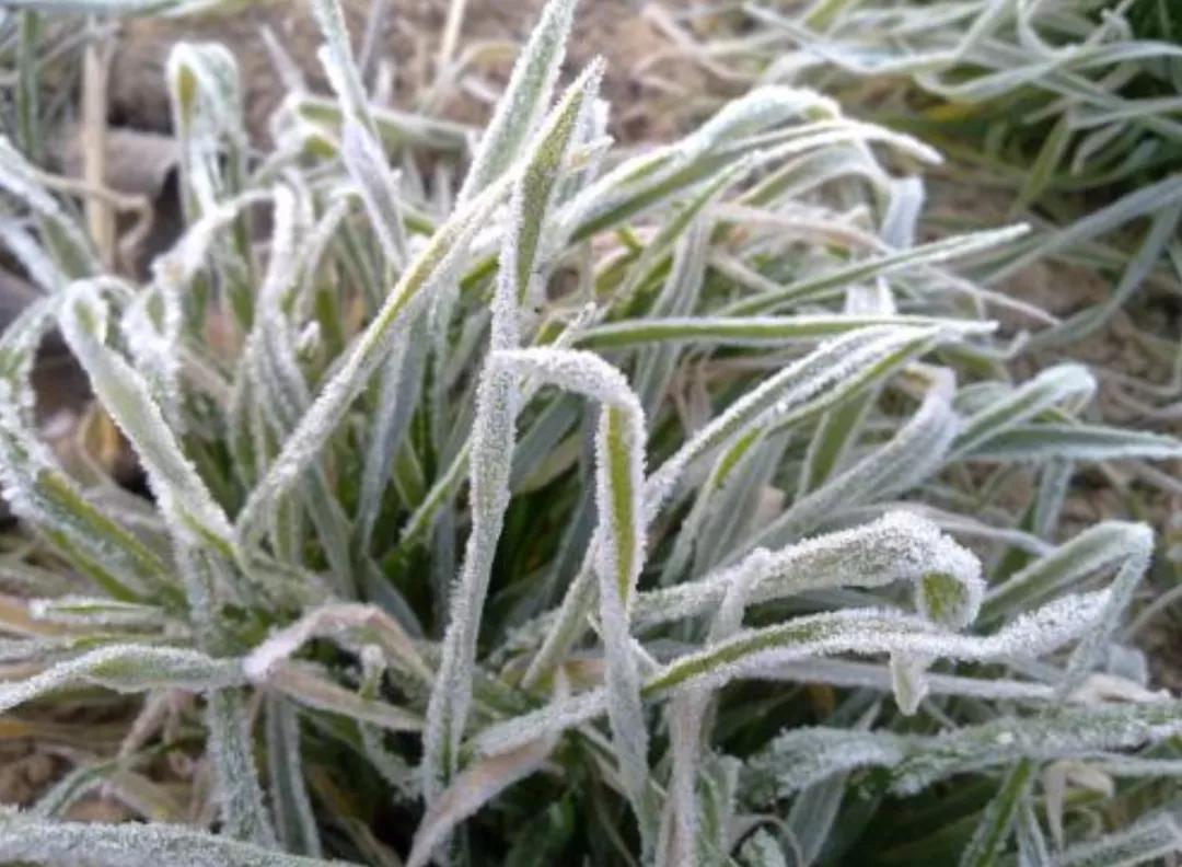 迟子建散文经典美句摘抄,好时光悄悄溜走迟子建