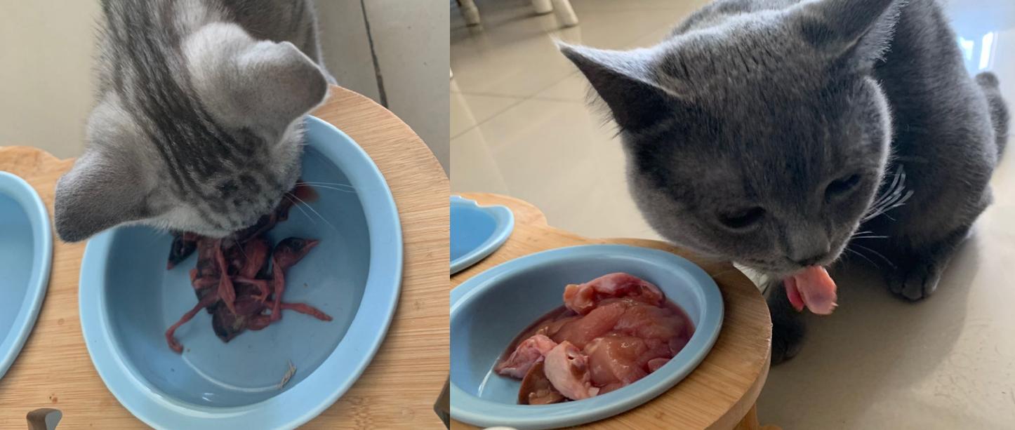 猫咪为什么不能吃骨头,猫为什么要让猫咪吃骨头