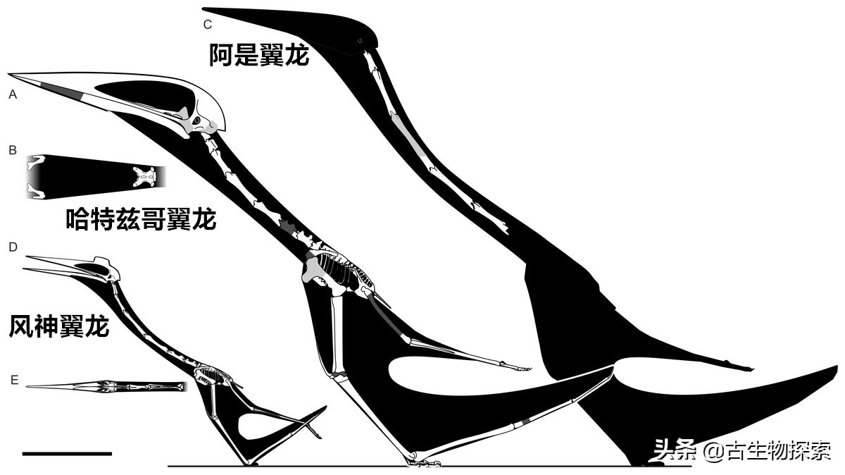 以恐龙为食的翼龙像飞机一样大！