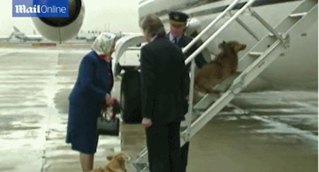 陪伴13年的狗狗离世爱犬流下眼泪,陪伴自己17年的爱犬即将离世