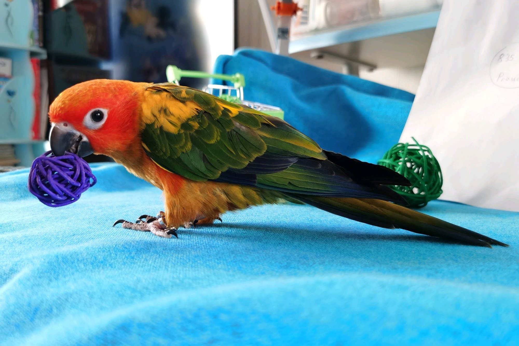 鹦鹉简单炫酷的技能,7个有趣的鹦鹉技巧