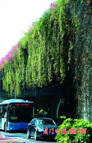绿意盎然！厦门翔安补植5000株爬山虎苗为桥墩“降温”