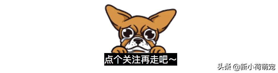 狗子理发后变成羊,狗子剃毛后成羊驼