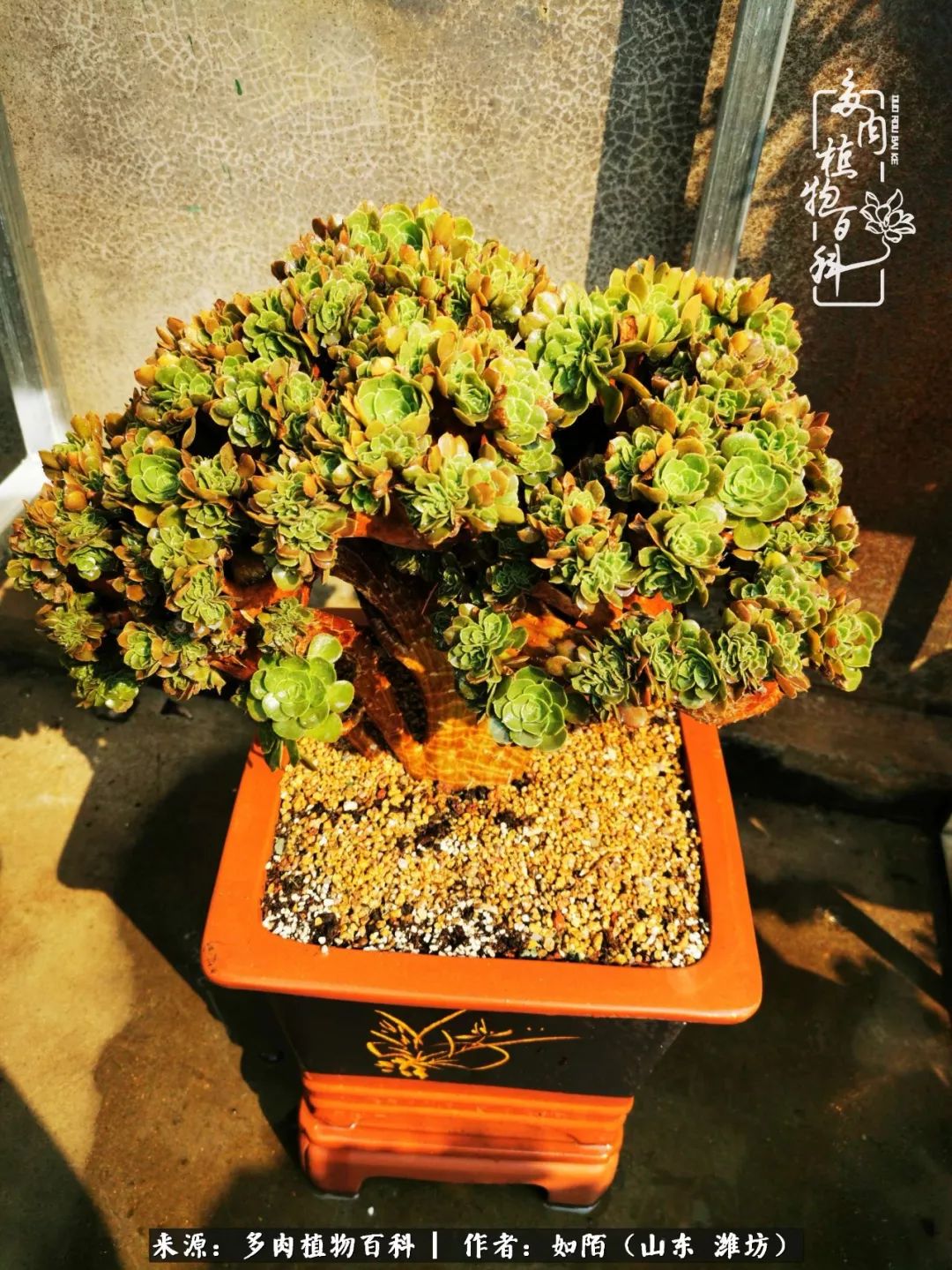 凤凰涅槃，浴火重生！多肉法师圣斗士们的秋天！（附养护经验）