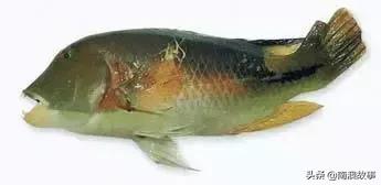 潮汕海鲜大全带图片,十大最好海鲜鱼