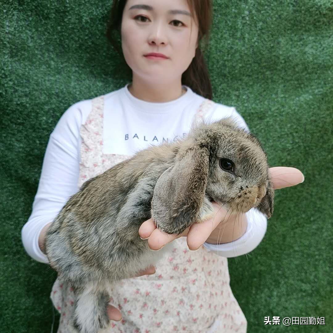 田园勤姐养兔技术视频,田园勤姐养兔技巧