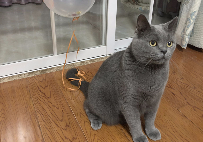 猫和尾巴是两种不同的生物？猫尾长期不动并不正常，小心爱猫瘫痪