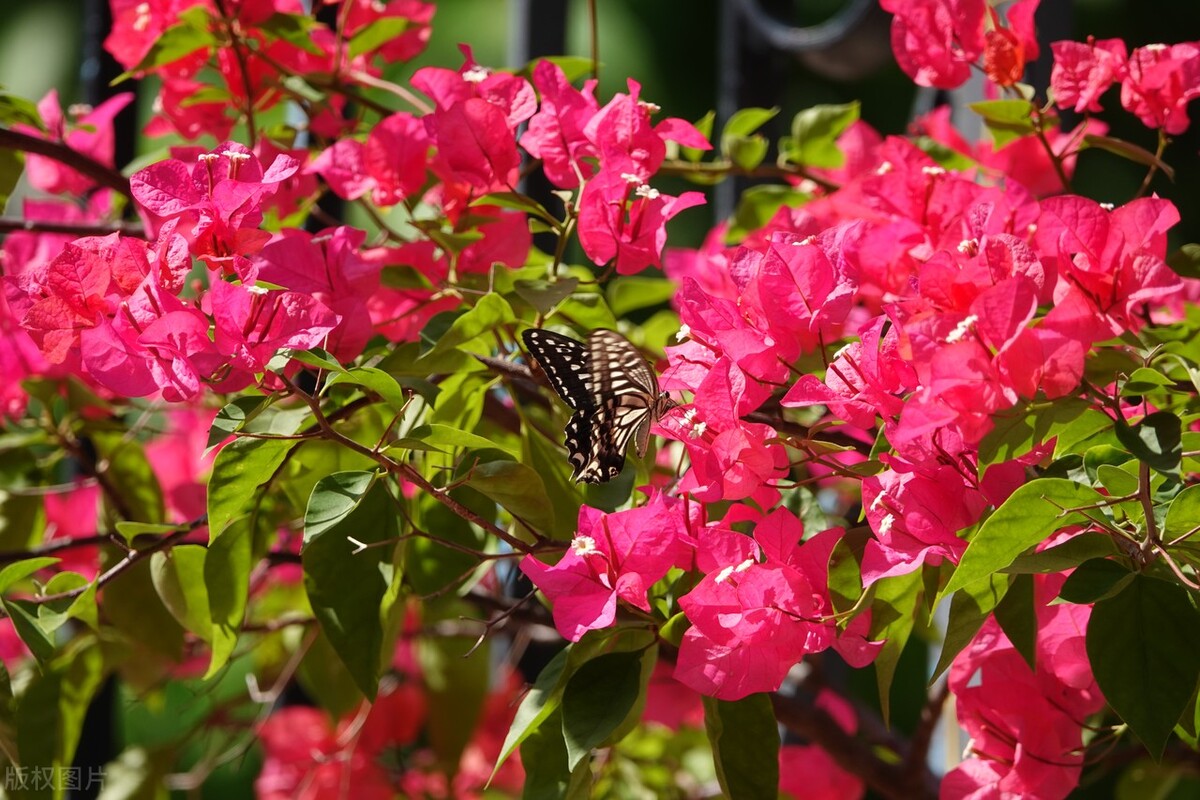 买花入门基础知识,一招教你买花不踩坑