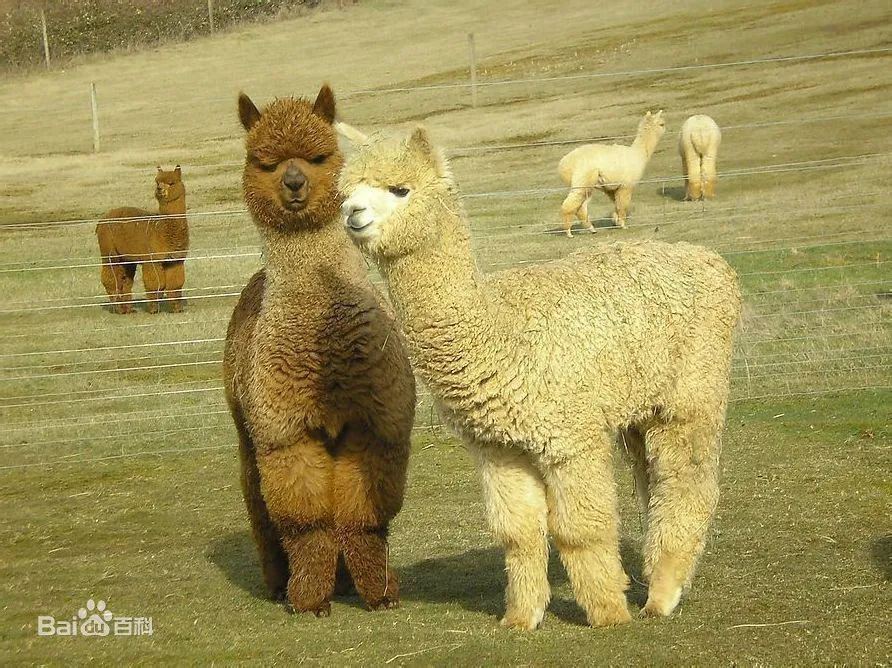 戈壁红驼，乌拉特草原上的珍珠