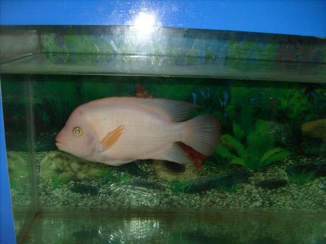 在实体店买的观赏鱼不给退吗,市场上卖的常见观赏鱼