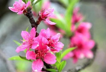 在房间怎么增加桃花运,怎样增加自己的桃花运势