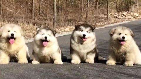 新手如何养阿拉斯加,养阿拉斯加新手要注意什么