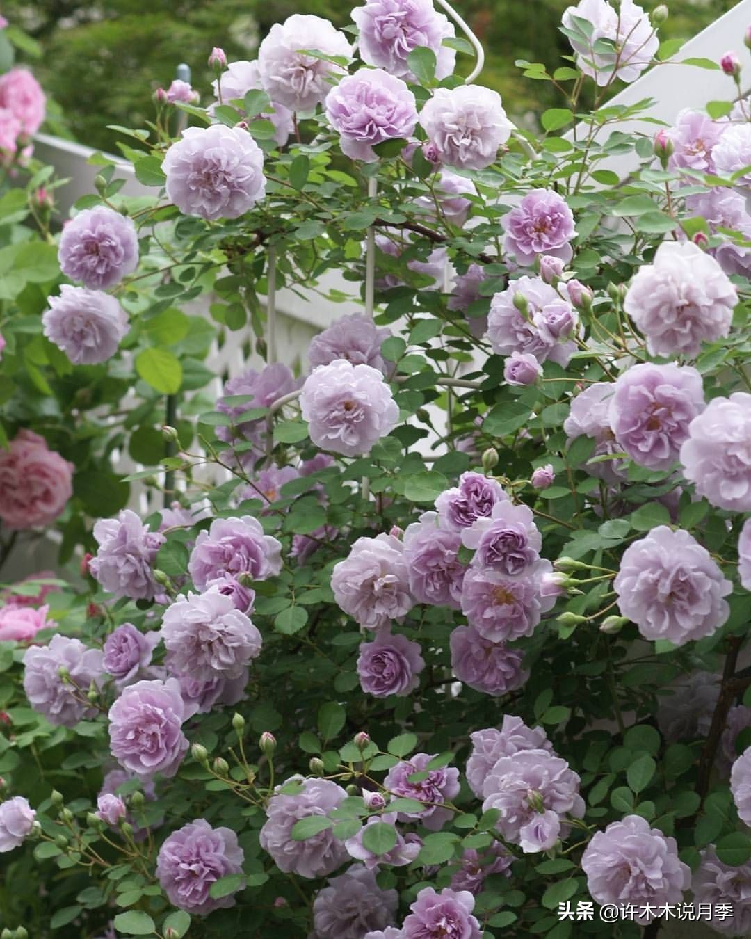 区分爬藤月季和普通月季的方法,微月阳台月季灌木品种有哪些