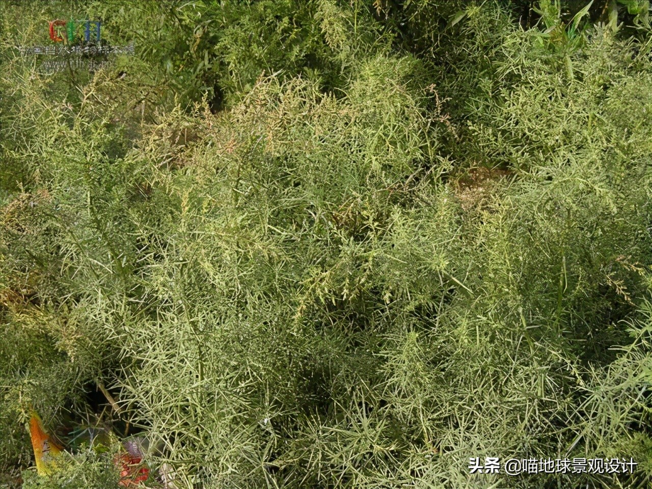 超级耐养的植物,极耐盐碱耐高温的植物
