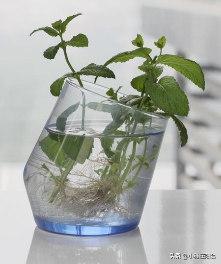 薄荷枝横着种,薄荷一棵能种成一盆吗