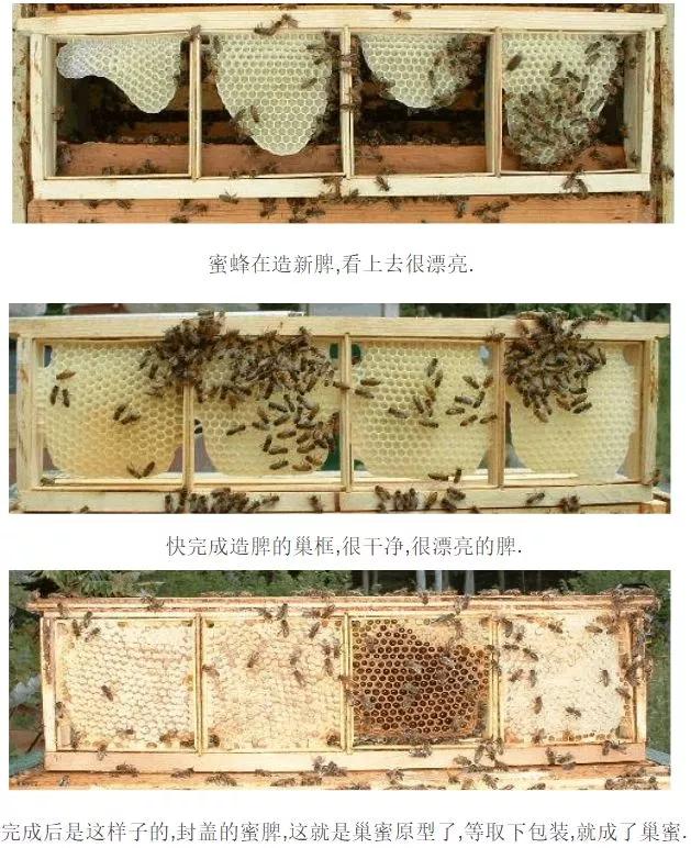 蜂巢蜜真的不能作假吗,蜂巢蜜为什么有贵的有便宜的