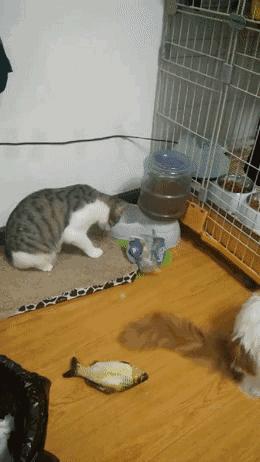 猫咪挑食纠正过来后还能喂零食吗,猫咪出现挑食情况铲屎官怎么办