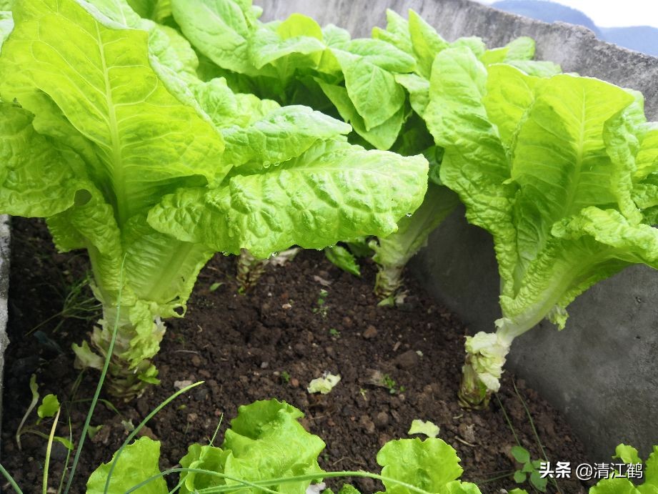 蜗牛吃菜用什么药消灭它,蔬菜上蜗牛用什么药才能杀灭