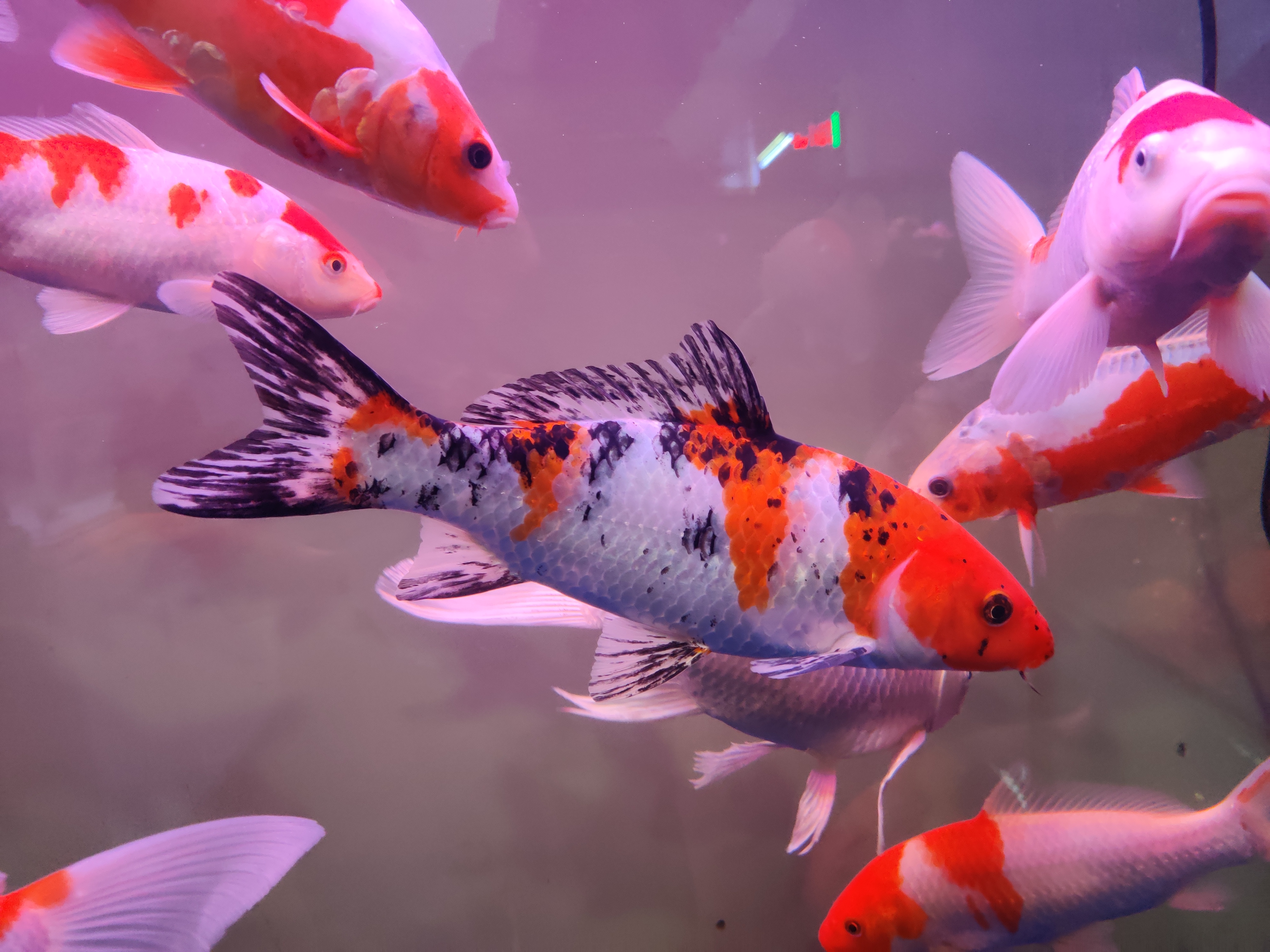 颜色对鱼的吸引力,颜色对锦鲤的影响