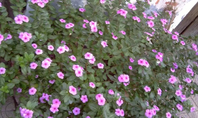 常州洛阳镇老街,洛阳老街旅游攻略