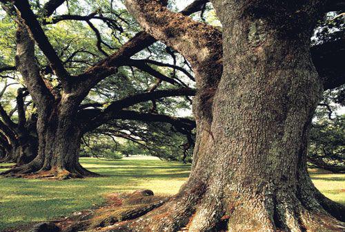 全实木美式橡木,美国红橡做轻奢风格
