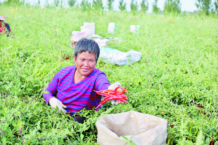 庆丰收感党恩山东各地丰收节活动,庆丰收感党恩宴席背景图片