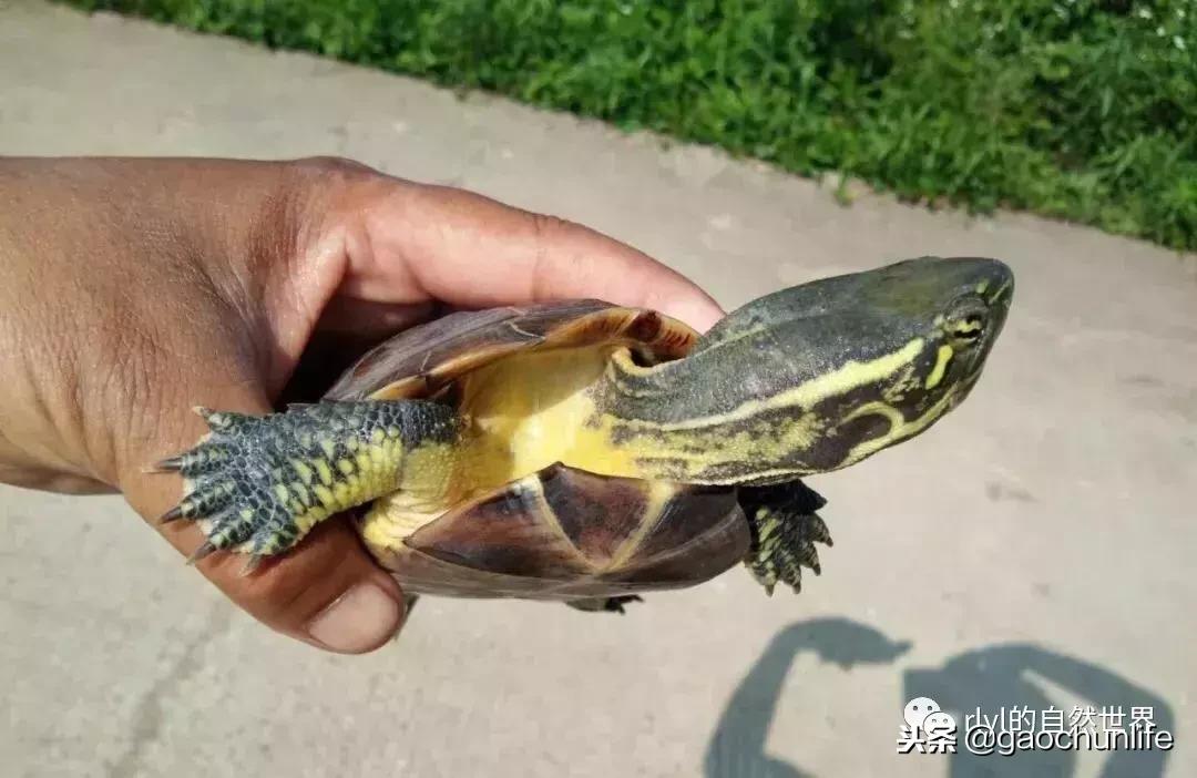 大草龟和小草龟谁好养,变异草龟和草龟的区别