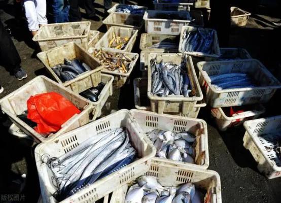 刀鱼从60块钱一斤,跌至3块钱一斤,消费者:再便宜也买不起