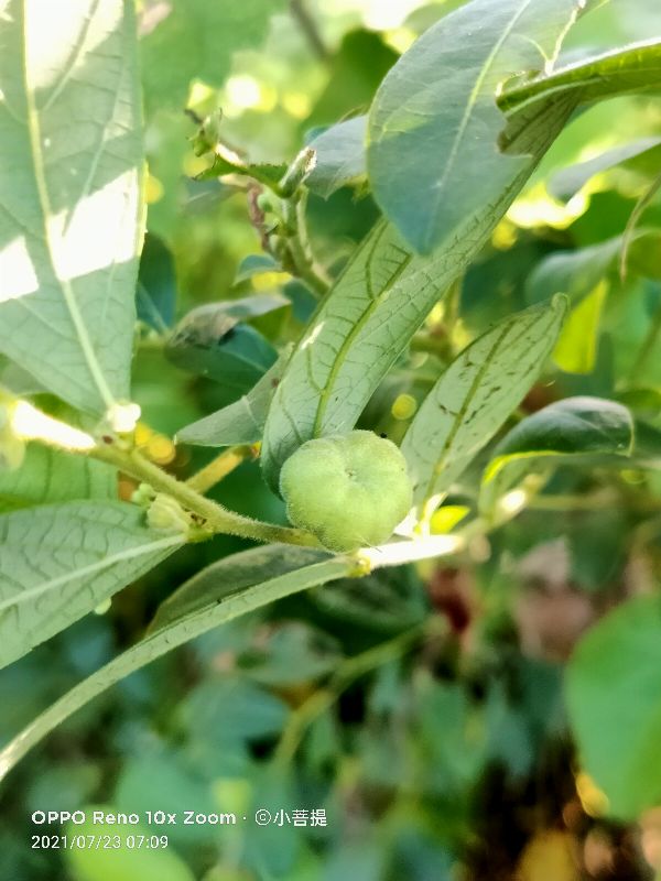 算盘子植物介绍,算盘子属于什么类型植物