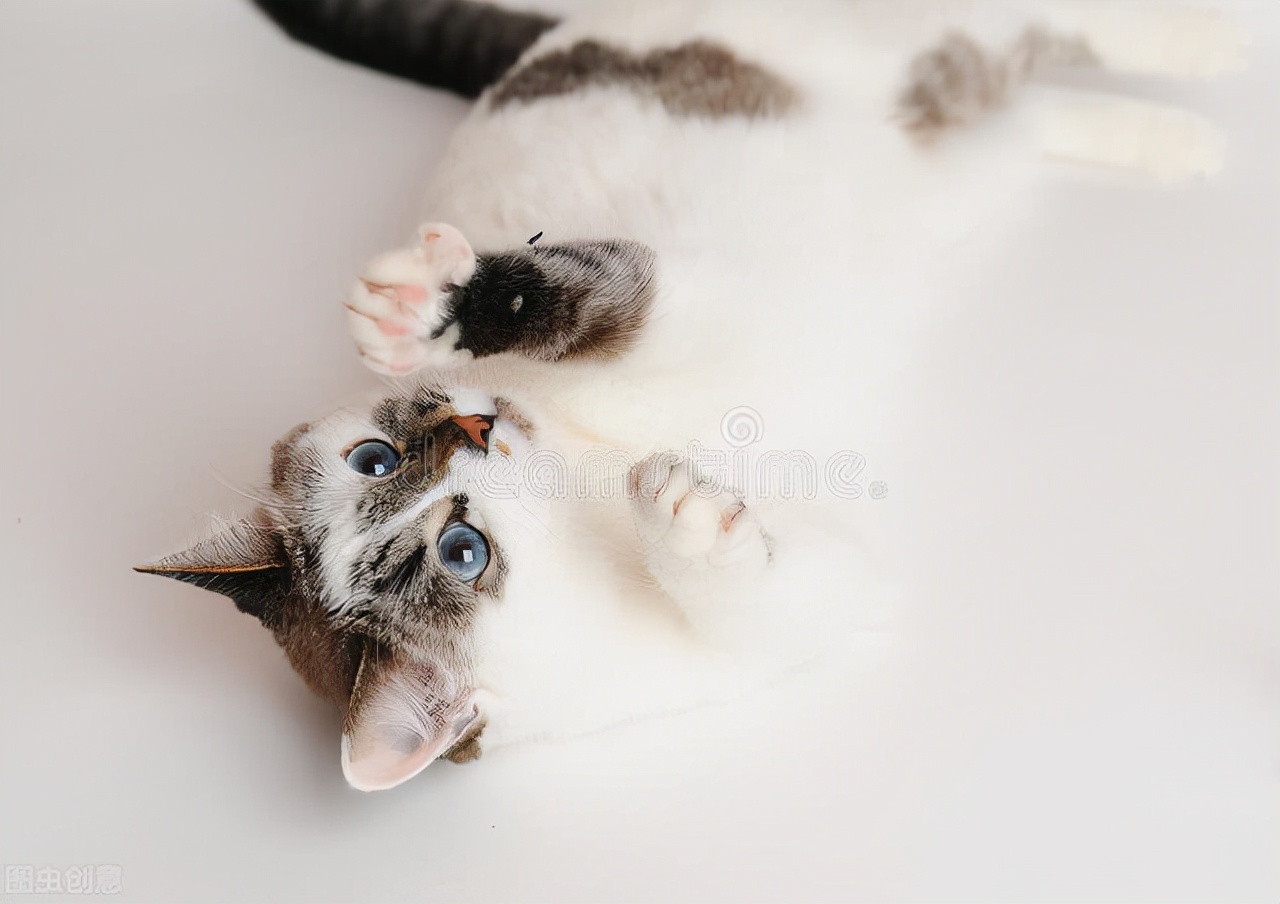 猫咪消化不好需要喂什么,猫咪吐了没消化的食物