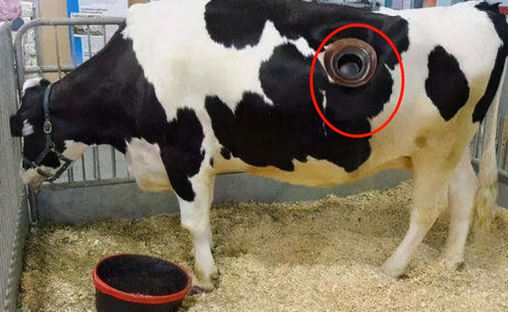牛身上掏一个洞这对牛有何影响,牛身上为什么要掏个洞