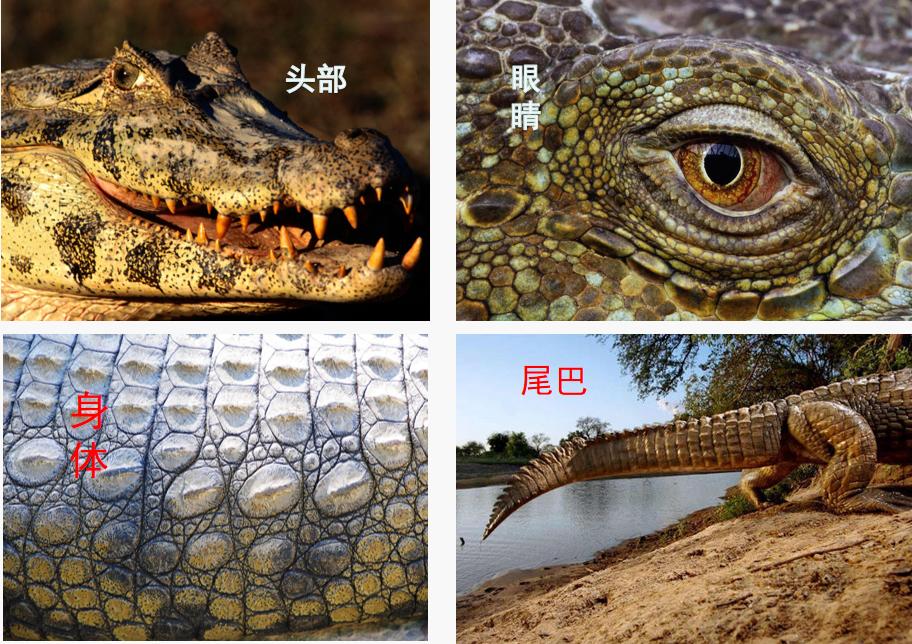 爱吃糖果的鳄鱼创意儿童画,创意儿童画鳄鱼宝宝爱洗澡