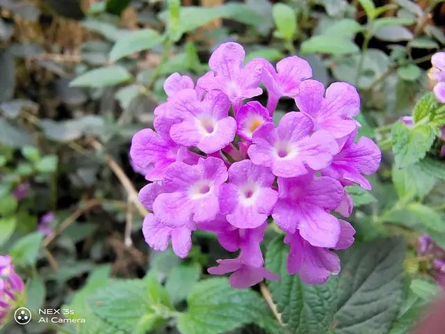 nex3s国产屏,全面屏手机nex3