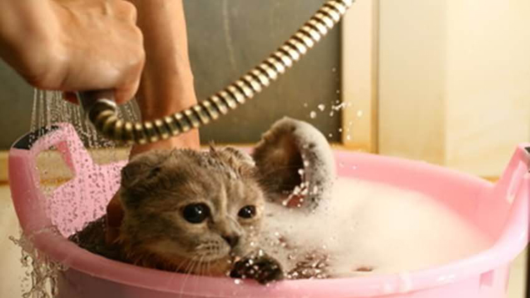 猫咪如何洗澡的正确方法,猫咪正确洗澡要不要去油