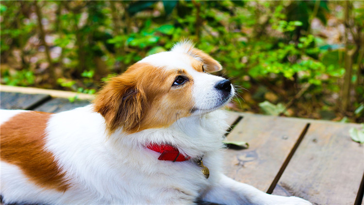 犬发情期注意事项,母小型犬发情怎么处理