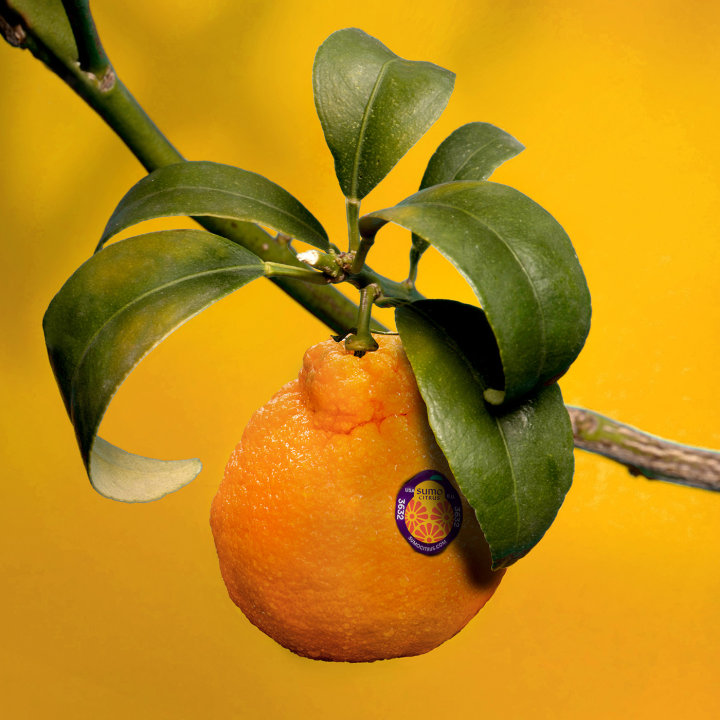 水果包装设计公司名称,深圳水果包装设计