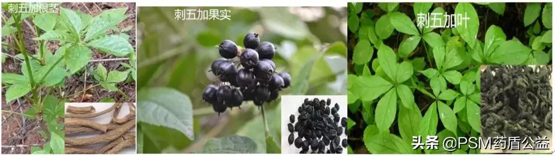 宁得一把五加,不用金玉满车—记五加科植物“刺五加”