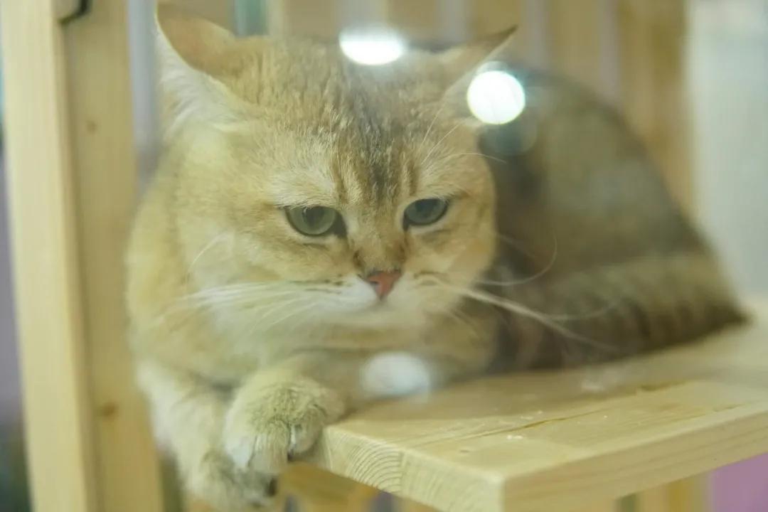 进口猫粮中毒是真的吗,猫粮食品安全事件列表