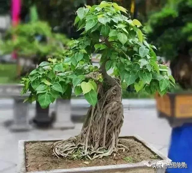 天生好养的36种盆景植物,什么植物盆景适合屋内养